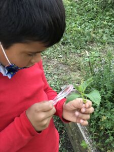 A first grader observes a plant with a handheld microscope.