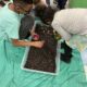 Students digging for fossils
